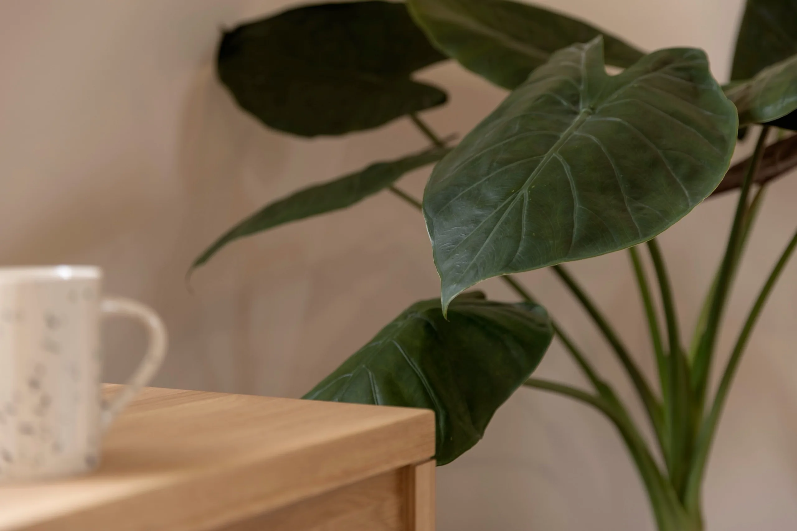 A large green plant beside a wooden table with a mug, in a quiet corner of the clinic